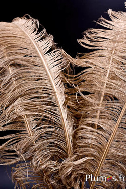 Strauss - 50-60 cm - gold